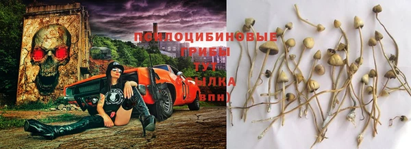 индика Богданович